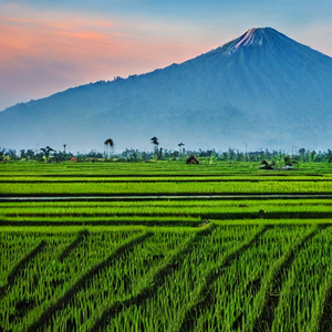 pemandangan gunung dan sawah